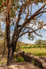 Melbourne, Australia - November 15, 2009: Outside city near Mount Dandenong. Brown trunk tree in green vineyard landscape with black burn marks under blue cloudscape.