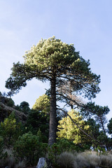 parque nacional nevado de colima