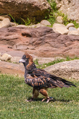 Melbourne, Australia - November 15, 2009: Black upper feathers Wedge-tailed eagle walks green meadow with brown rocks at Healesville Sanctuary.. White beack and nose.