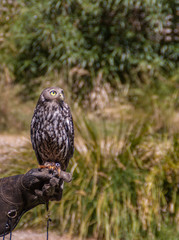 Melbourne, Australia - November 15, 2009: gray with yellow eyes, the Barking owl rests on the gloved hand of a person with faded green and beige of vegetation in back.