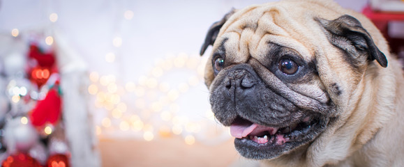 Obraz premium perro pug