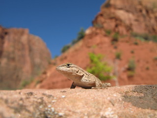 eidechse im zion national park usa utah