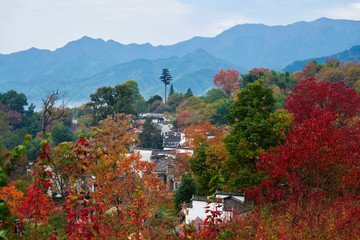 Hui-style architectures in fall forest on the hillside of China.