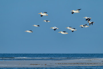 White Pelicans in flight in the early morning light at Fort De Soto Park, St. Petersburg, Florida