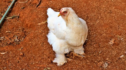 Brahma chicken is on a farm in Thailand.