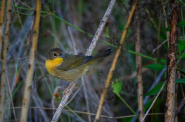 Yellow-breasted Chat (Icteria virens)