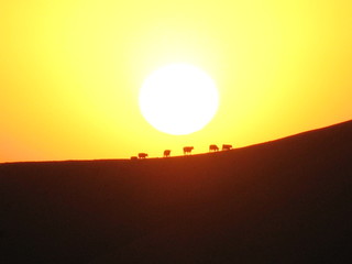 Fototapeta na wymiar Rinder Herde läuft über den Bergrücken genau durch die untergehende Sonne in Kalifornien USA 