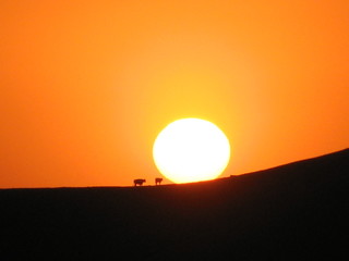 Rinder Herde läuft über den Bergrücken genau durch die untergehende Sonne in Kalifornien USA 