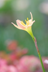 Obraz premium ゼフィランサス