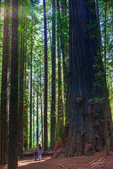 Frau mit Kind in den Redwoods