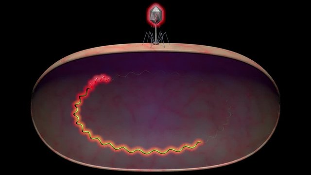 Bacteriophage infecting and killing bacteria . Lysogenic cycle, viral DNA RNA enters cell and integrates into the host DNA as a new set of genes called prophage.Integrates host genome. 3d animation