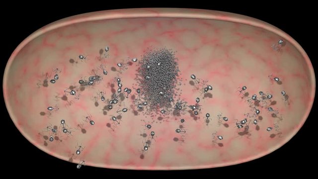 Phage Therapy Viruses Assemble Inside Bacteria .  New phage particles , dna assemble into fully formed virus . Replication and assembly of progeny phage parts . 3D Animation