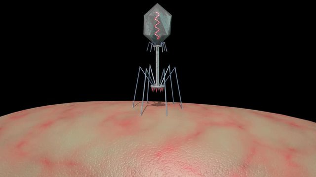 Phage Therapy Virus Landing On Bacteria  Bacteriophage infecting and killing bacteria . Lands on host cell wall injecting DNA , RNA strand into superbug. 3d animation