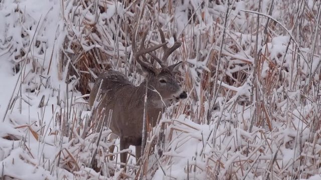A White-tailed Deer Buck in a Snowstorm