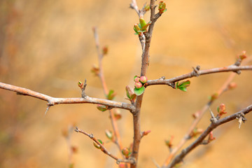 Pink buds in the garden