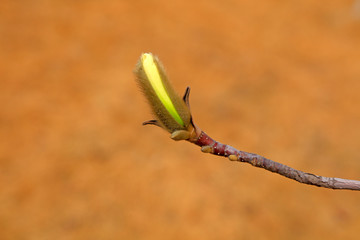 Magnolia flower buds in the field