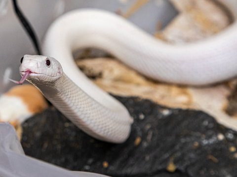 Beautiful leucistic rat snake from Texas.