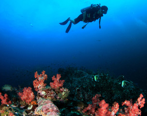 Woman scuba diving on coral reef 