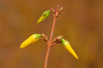 blooming yellow forsythia flower