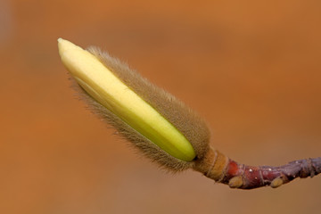 Naklejka premium Magnolia flower buds in the field