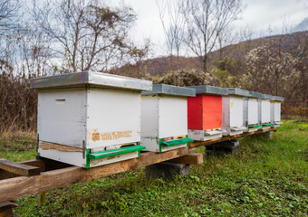 Fototapeta na wymiar bee hive apiary in the field in autumn day on the platform on the grass