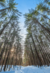 Fototapete bei efototapeten.de bestellen   