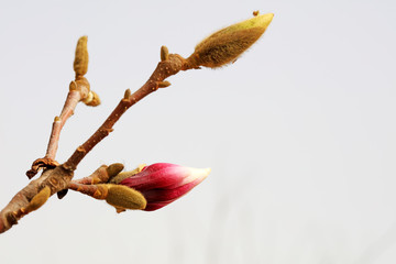 Fototapeta premium Magnolia flower buds in the field