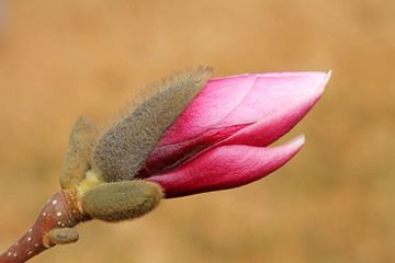 Magnolia flower buds in the field