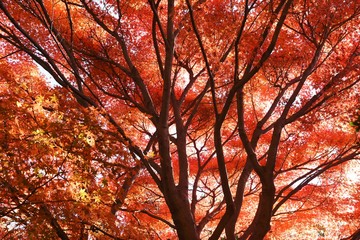 Japanese maple autumn leaves in nature park.