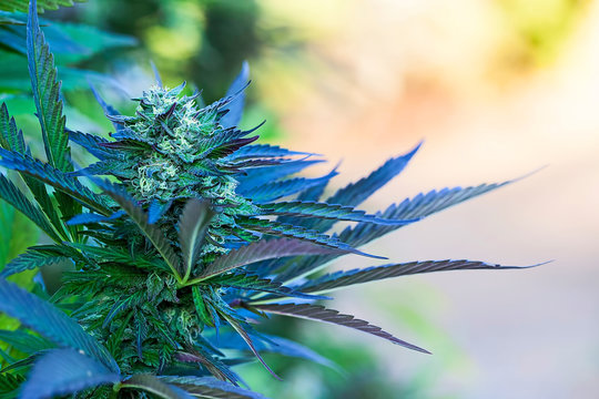 Marihuana, Hanfpflanze