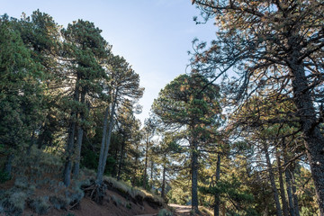 parque nacional nevado de colima