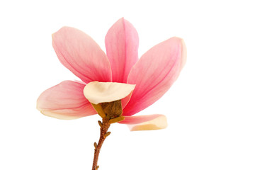 Magnolia flower in the field