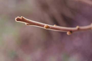 branch of a tree