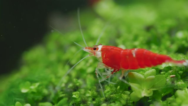Santa crystal red dwarf shrimp stay on green grass and clean its legs in fresh water aquarium tank. Concept of small pet with beautiful life for relaxation of people.