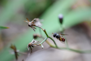 fruit flies. animals fly when flying and will alight on flowers