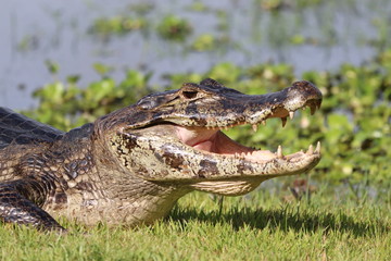 Caiman yacare