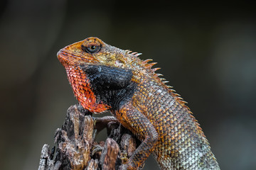 oriental garden lizard. wild reptile animals that can change skin color