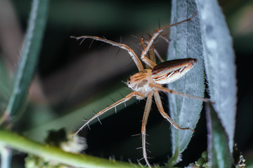 spider on a leaf. small animals that live in the wild