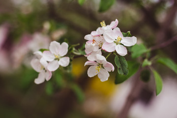 blooming cherry tree
