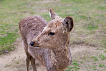 Cute deer in the Nara Prefecture, Kansai region, Japan.
