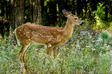 Naklejka na ściany i meble Whitetailed dee fawn in thick forest