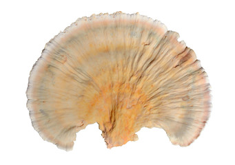 Edible mushroom (Laetiporus sulphureus) 8