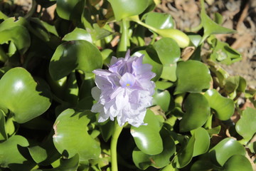 Lilac flower close up