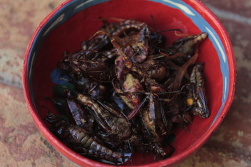 Chapulines, insect eaten in Oaxaca Mexico