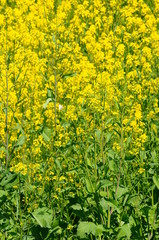 モンシロチョウが飛び交う菜の花畑です