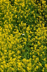 モンシロチョウが飛び交う菜の花畑です