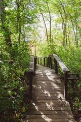 Obraz premium wooden bridge in forest