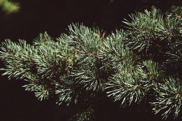 fir branch of a christmas tree