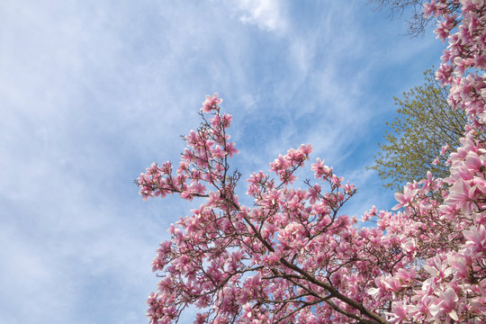 tree tops and sky in the spring with pink flower tree blooms