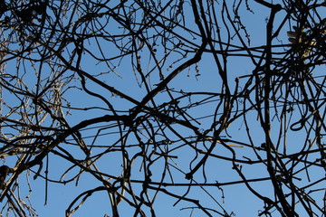 Dry tree pattern. Blue sky